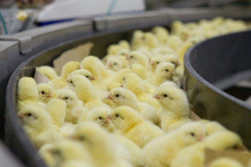 Донские птицефабрики получат новую господдержку на производство мяса курицы, индейки и утки