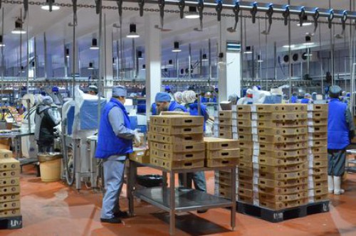 Ростовская область сохраняет лидирующие позиции по производству мяса индейки