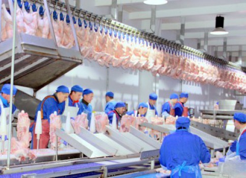 Мясокомбинат компании "Евродон" производит 550 тонн продукции в сутки